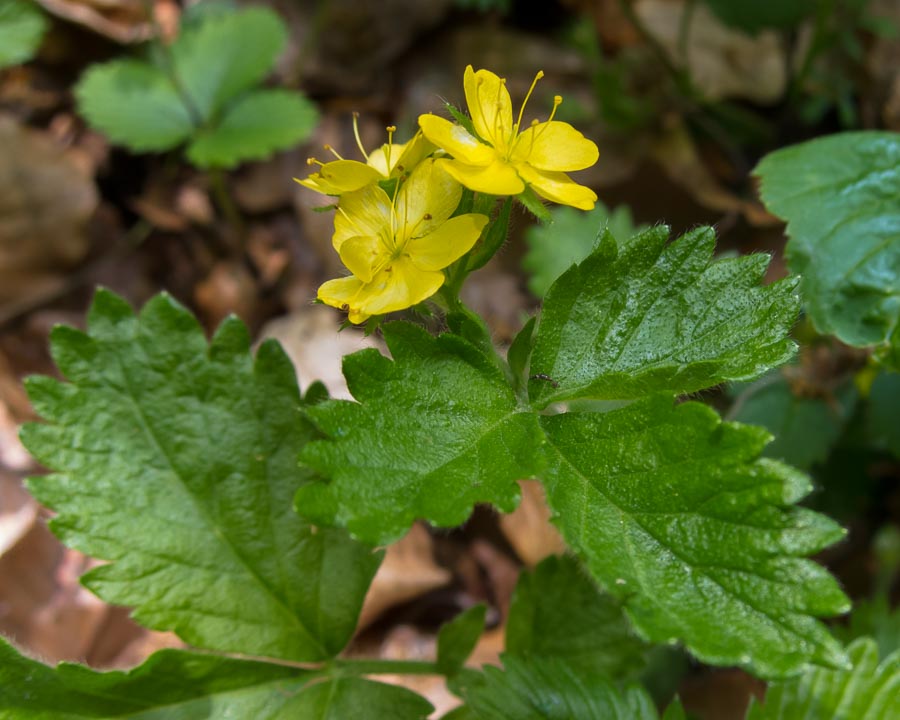 Aremonia agrimonoides / Agrimonia