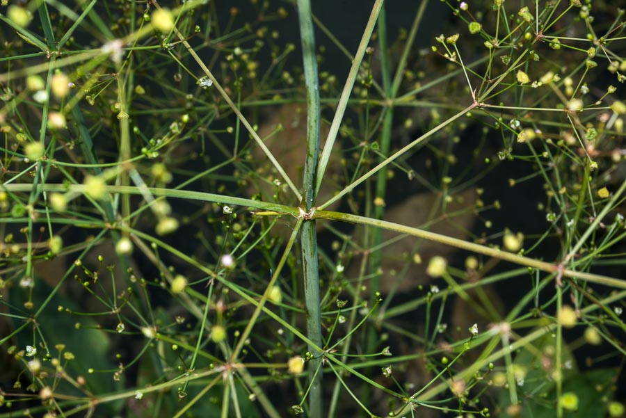 Alisma plantago-aquatica / Mestolaccia, piantaggine d''acqua