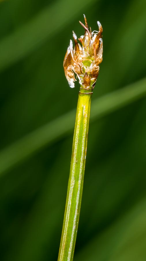 Trichophorum cespitosum