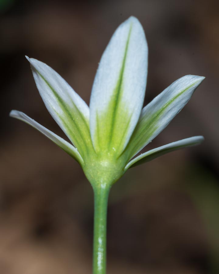 Allium pendulinum / Aglio pendolino