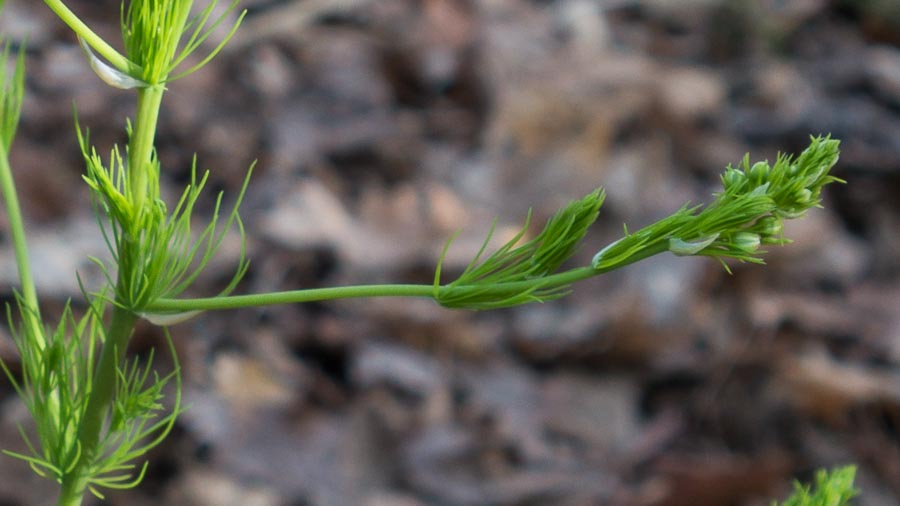 Sconosciuta:  cfr. Aspargus officinalis