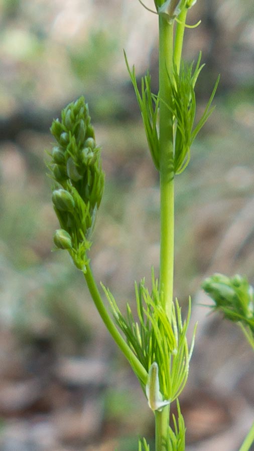 Sconosciuta:  cfr. Aspargus officinalis
