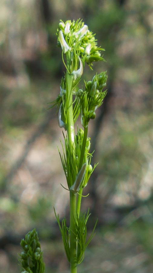 Sconosciuta:  cfr. Aspargus officinalis