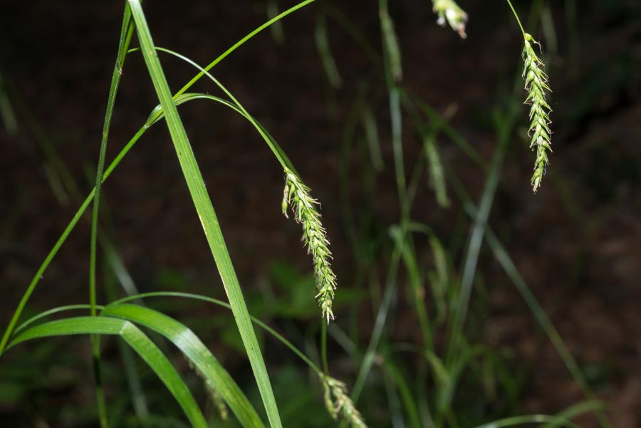 Carex sylvatica / Carice delle selve