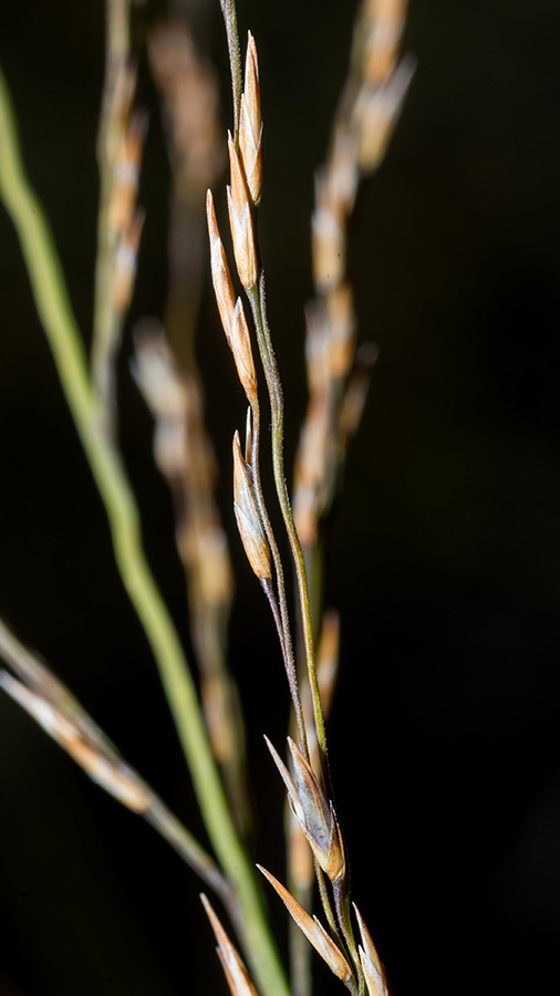 Molinia caerulea subsp. arundinacea / Gramigna altissima