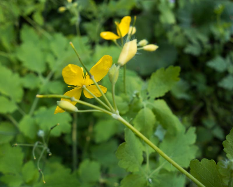 Chelidonium majus  (Ranunculales - Papaveraceae)