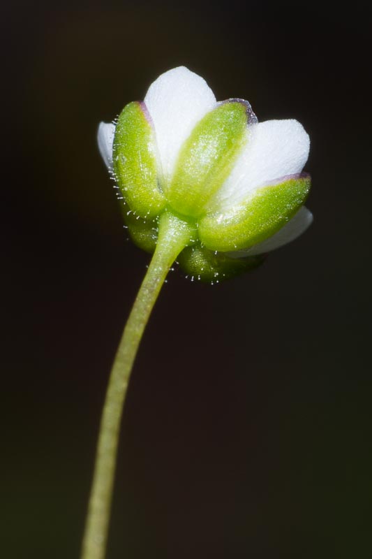 Sagina subulata / Sagina subulata