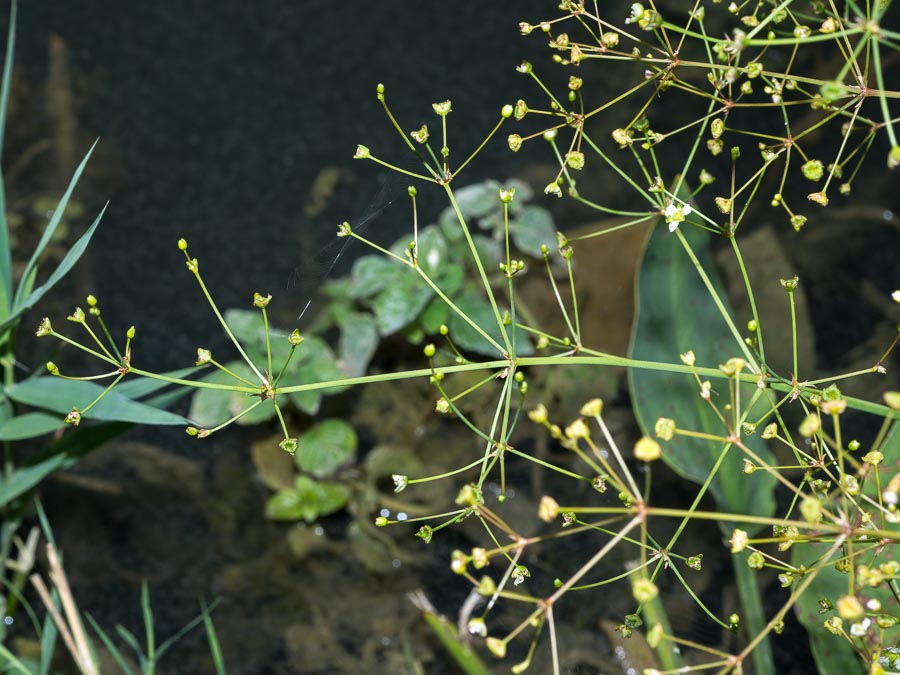 Alisma plantago-aquatica / Mestolaccia, piantaggine d''acqua
