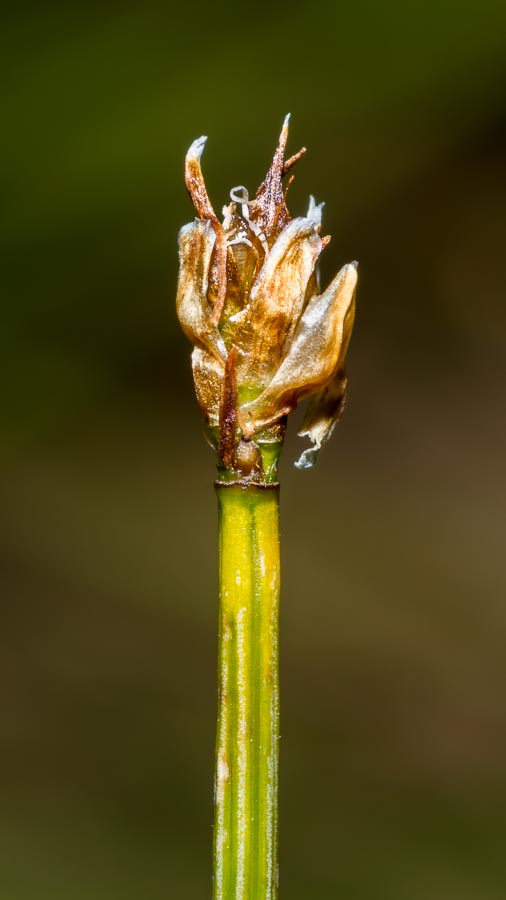 Trichophorum cespitosum