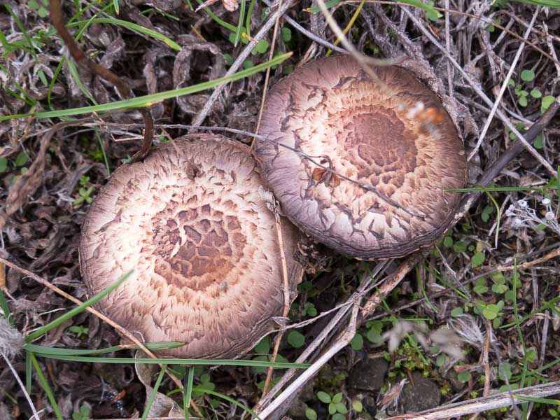Funghi su ofiolite