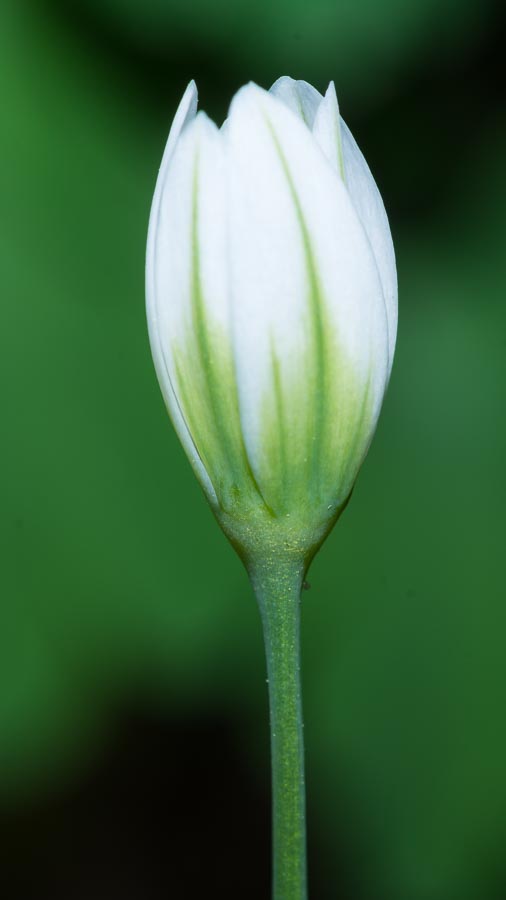 Allium pendulinum / Aglio pendolino