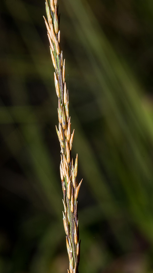 Molinia caerulea subsp. arundinacea / Gramigna altissima