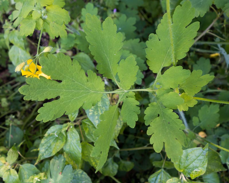 Chelidonium majus  (Ranunculales - Papaveraceae)