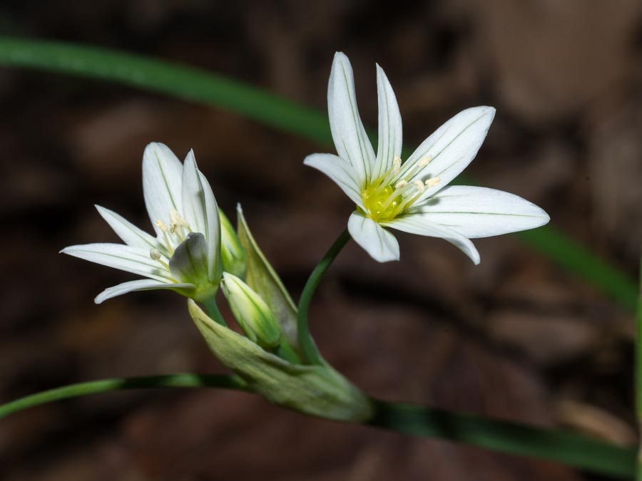 Allium pendulinum / Aglio pendolino