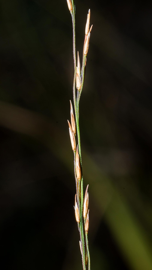 Molinia caerulea subsp. arundinacea / Gramigna altissima