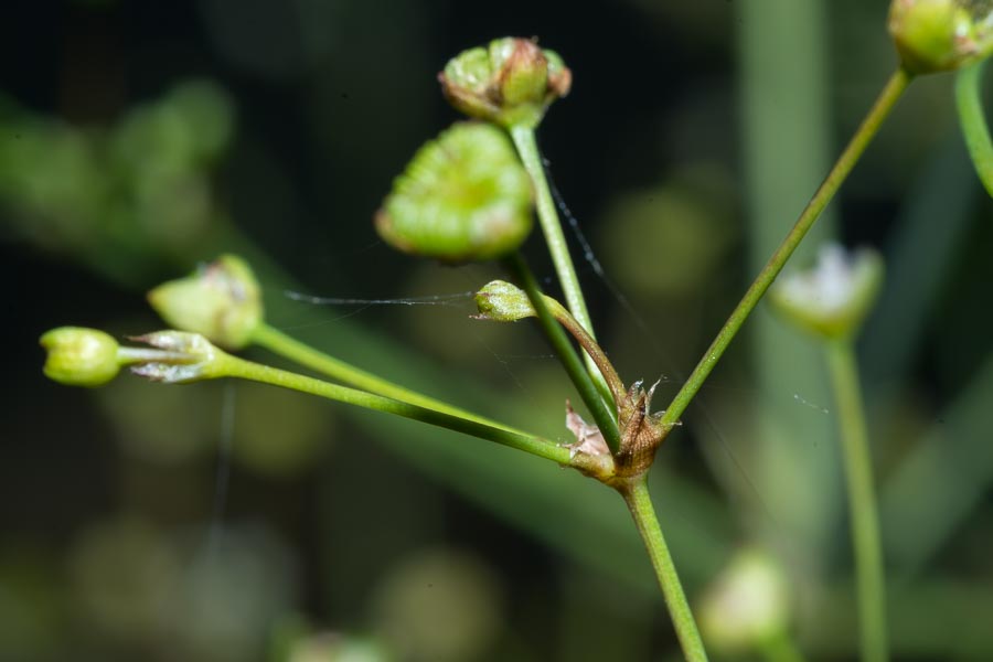 Alisma plantago-aquatica / Mestolaccia, piantaggine d''acqua