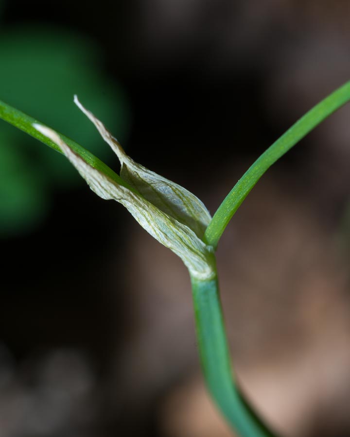 Allium pendulinum / Aglio pendolino