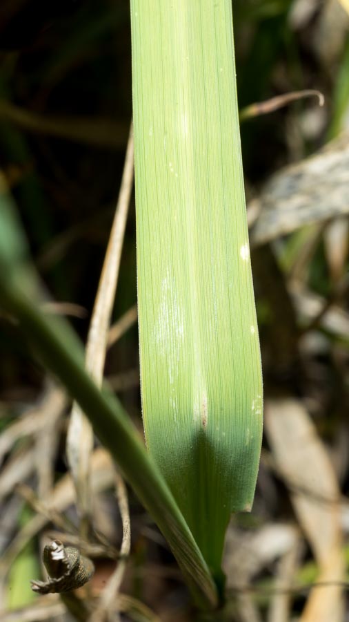 Molinia caerulea subsp. arundinacea / Gramigna altissima
