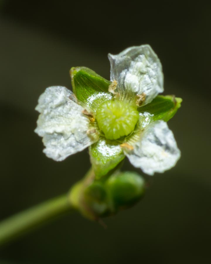 Alisma plantago-aquatica / Mestolaccia, piantaggine d''acqua