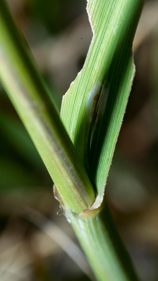 Molinia caerulea subsp. arundinacea / Gramigna altissima