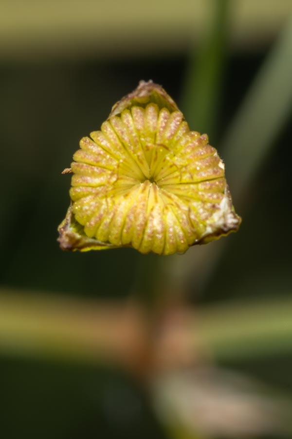 Alisma plantago-aquatica / Mestolaccia, piantaggine d''acqua