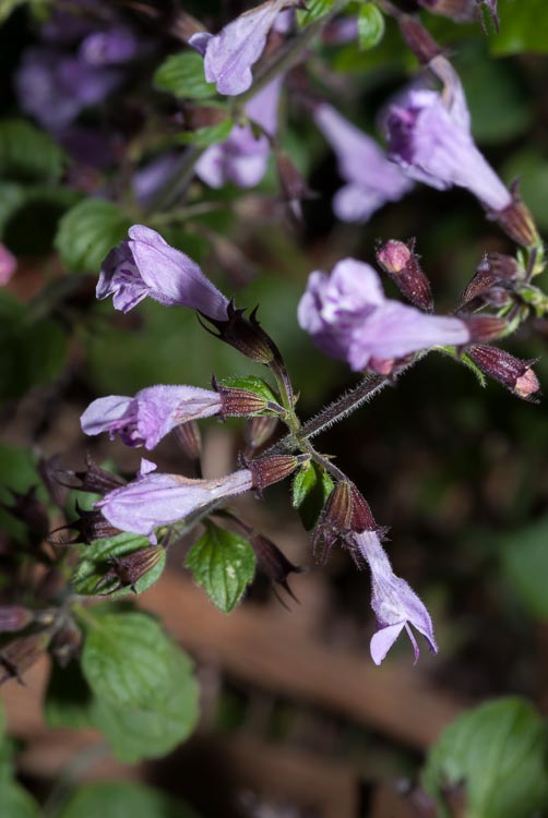 Clinopodium cfr. menthifolium