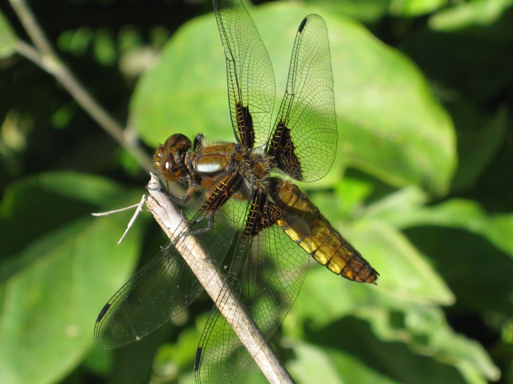 Libellula depressa, femmina