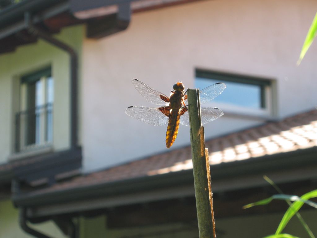 Libellula depressa, femmina