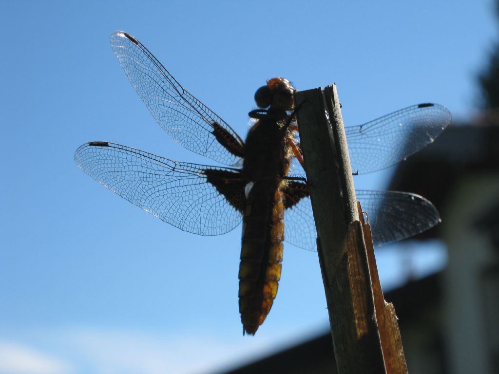 Libellula depressa, femmina