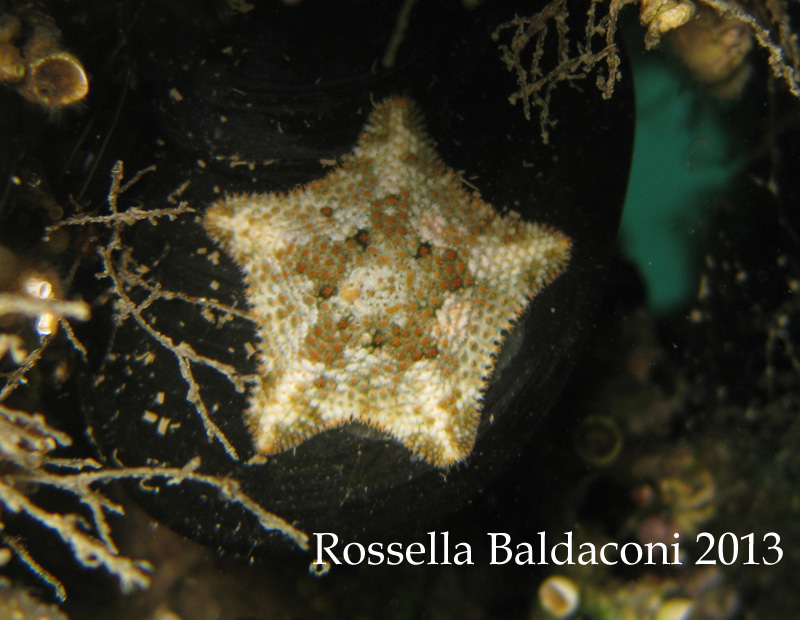 Asterina gibbosa