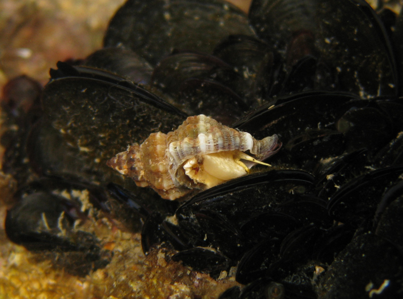 Ocinebrina edwardsii