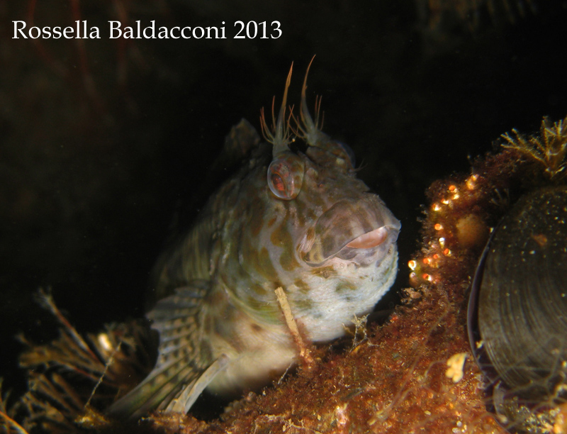 Hypleurochilus bananensis da Taranto