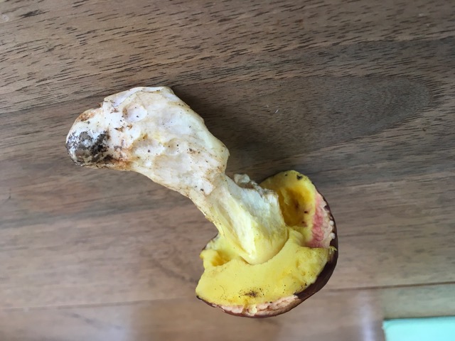 Boletus da identificare