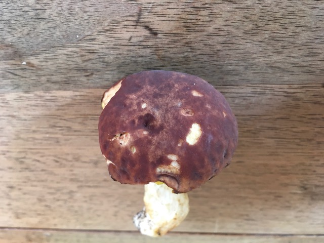 Boletus da identificare