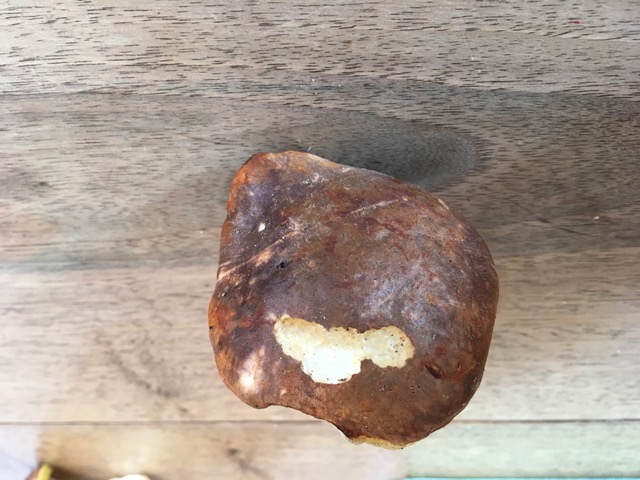 Boletus da identificare