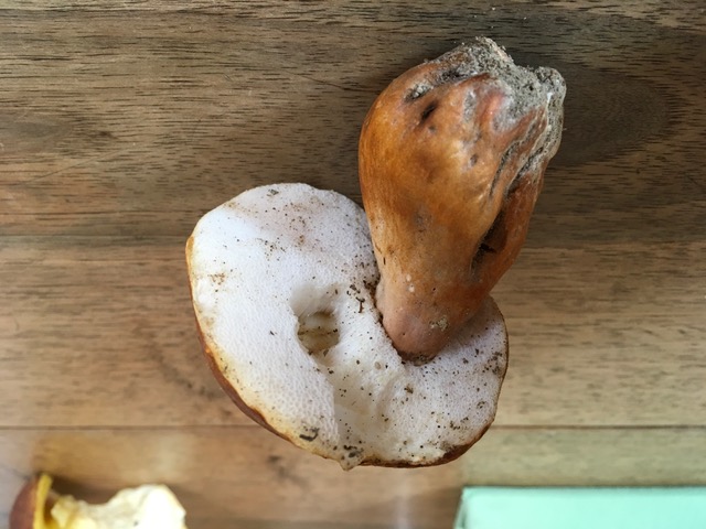 Boletus da identificare