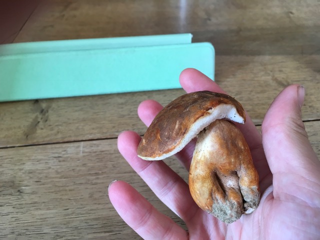 Boletus da identificare