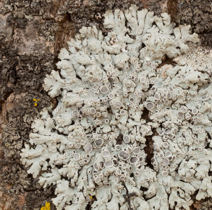 lichene epifita da determinare_1