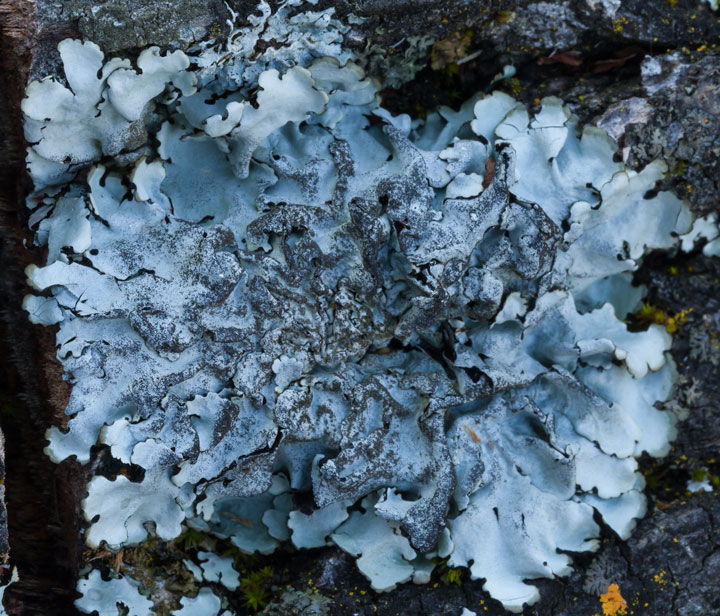 Lichene epifita da determinare_3