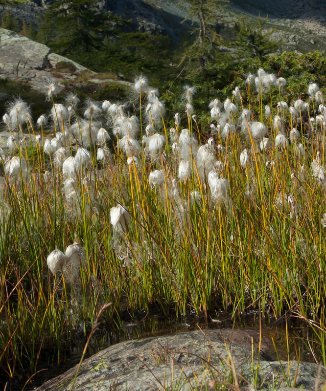 Eriophorum angustifolium