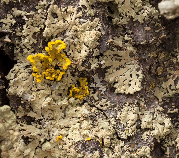 Lichene epifita da determinare