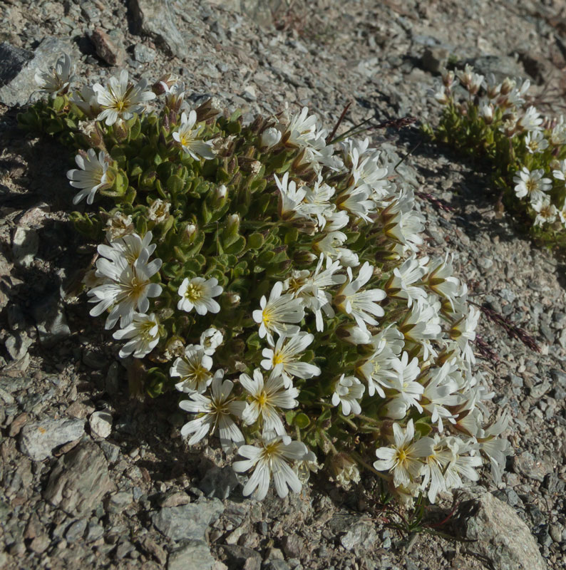 Cerastium uniflorum