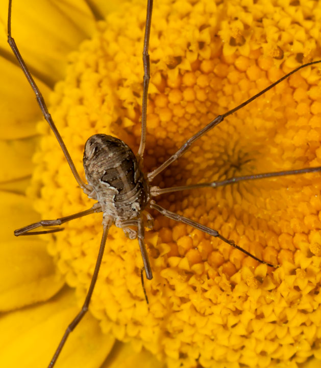 Metaphalangium propinquum della Toscana