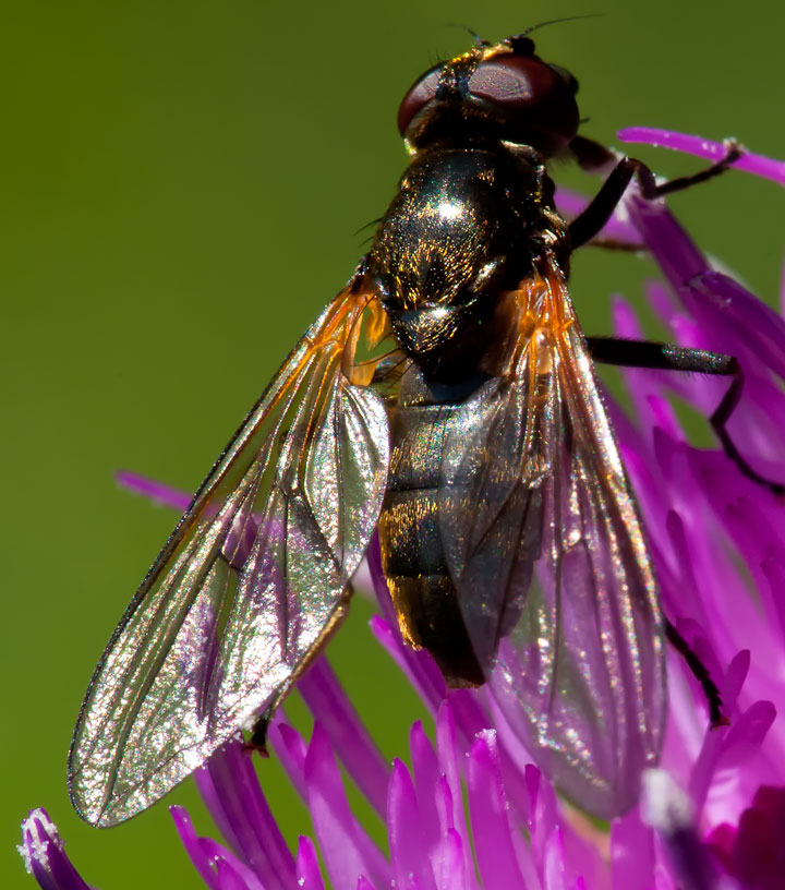 Cheilosia personata ♀ (Syrphidae)