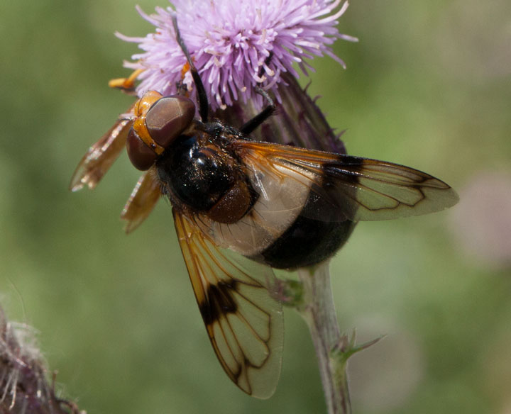 Femmina di Volucella pellucens