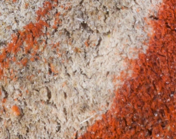 Lichene rupicolo da determinare