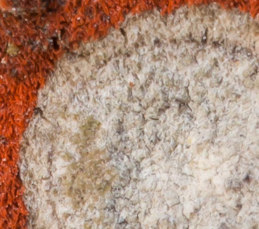 Lichene rupicolo da determinare