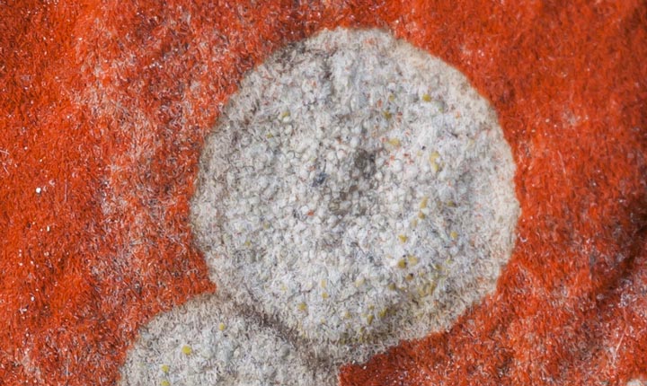Lichene rupicolo da determinare