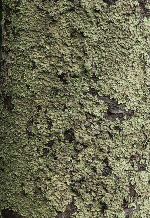 Lichene epifita da determinare