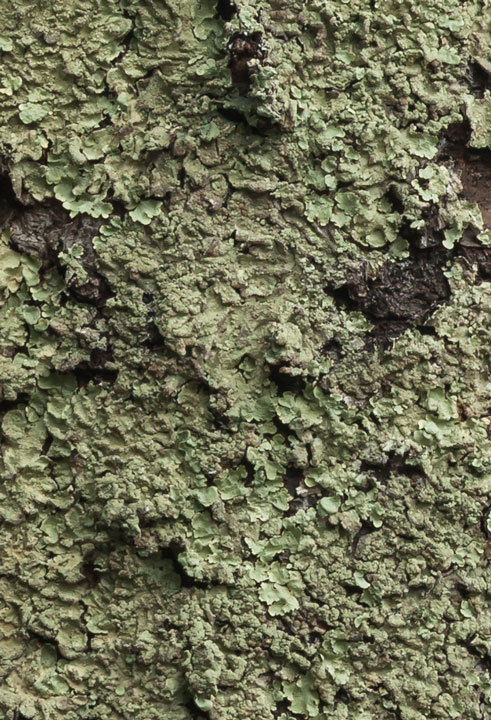 Lichene epifita da determinare